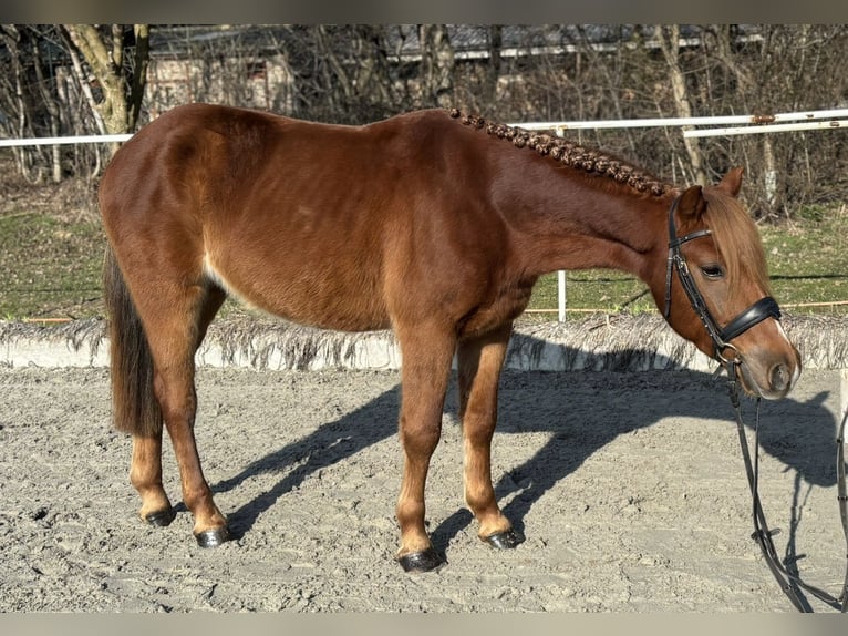 Sonstige Rassen Wallach 4 Jahre 140 cm Dunkelfuchs in Bernolakovo