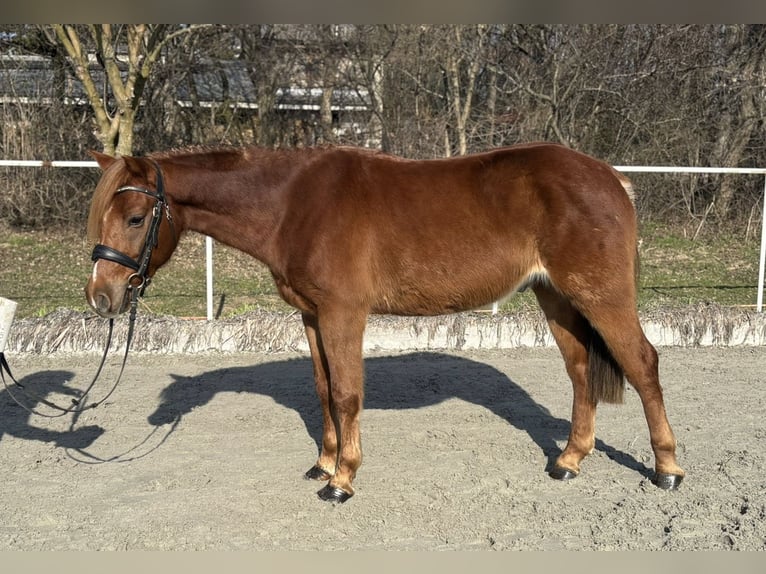 Sonstige Rassen Wallach 4 Jahre 140 cm Dunkelfuchs in Bernolakovo