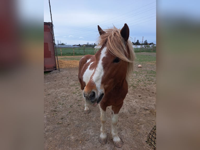 Sonstige Rassen Mix Wallach 4 Jahre 140 cm in Wien, Simmering