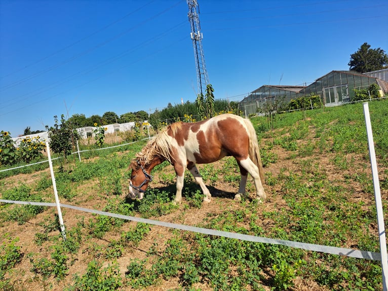 Sonstige Rassen Mix Wallach 4 Jahre 140 cm in Wien, Simmering