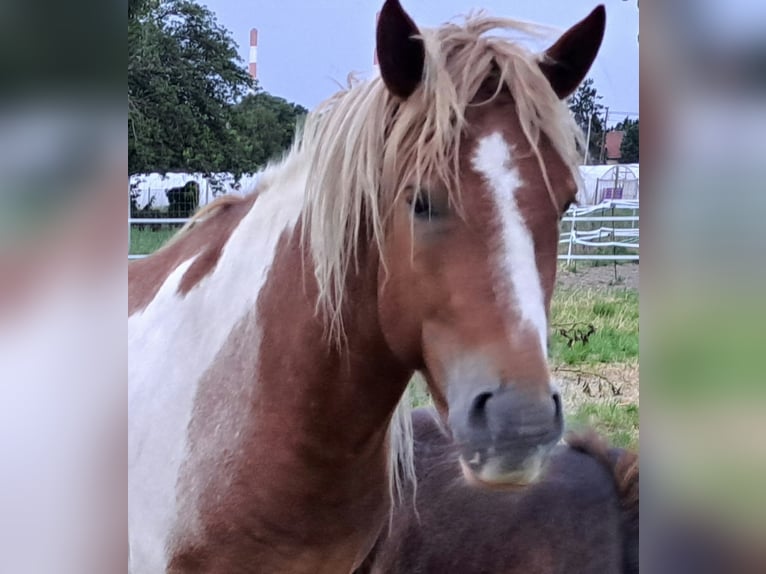 Sonstige Rassen Mix Wallach 4 Jahre 140 cm in Wien, Simmering