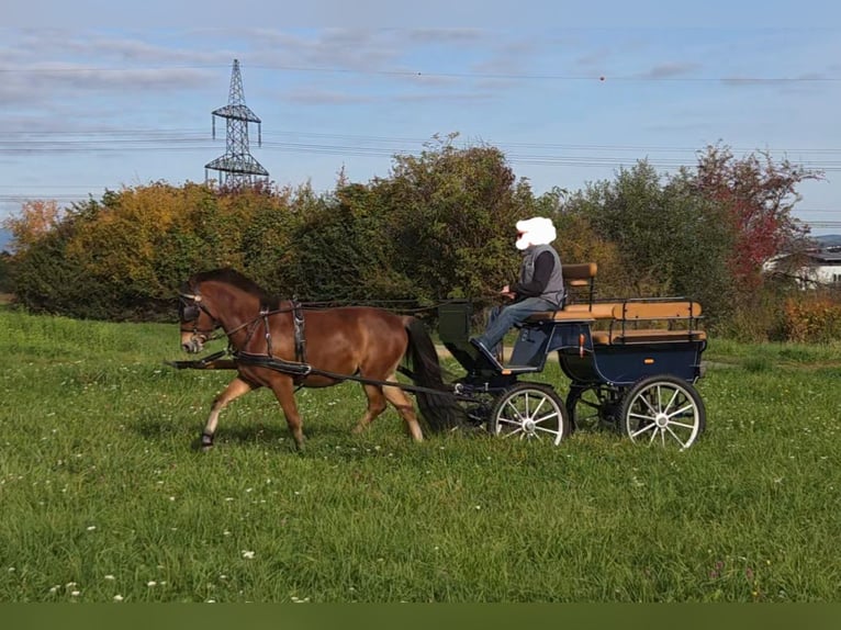 Sonstige Rassen Mix Wallach 4 Jahre 142 cm Brauner in Unterwart