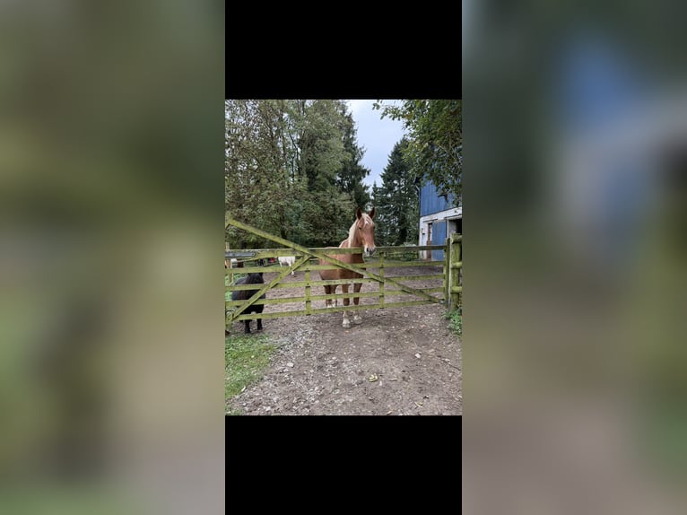 Sonstige Rassen Mix Wallach 4 Jahre 145 cm Brauner in Breckerfeld