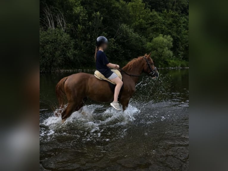 Sonstige Rassen Wallach 4 Jahre 145 cm Fuchs in Hennef