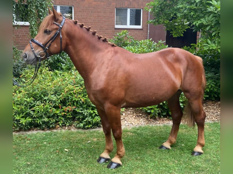 Sonstige Rassen Wallach 4 Jahre 145 cm Fuchs in Hopsten