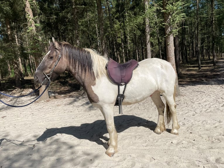 Sonstige Rassen Wallach 4 Jahre 147 cm Schecke in Lathen