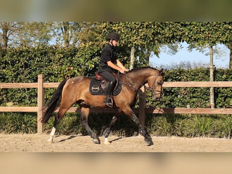 Sonstige Rassen Wallach 4 Jahre 147 cm  in Oost West en Middelbeers