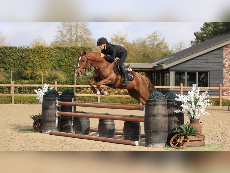 Sonstige Rassen Wallach 4 Jahre 147 cm  in Oost West en Middelbeers