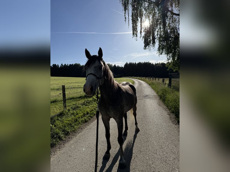 Sonstige Rassen Mix Wallach 4 Jahre 150 cm Apfelschimmel in EberhardzelL