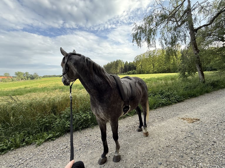 Sonstige Rassen Mix Wallach 4 Jahre 150 cm Apfelschimmel in EberhardzelL