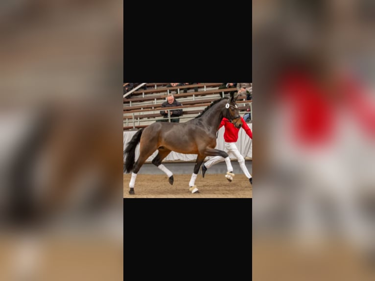 Sonstige Rassen Mix Wallach 4 Jahre 150 cm Apfelschimmel in EberhardzelL
