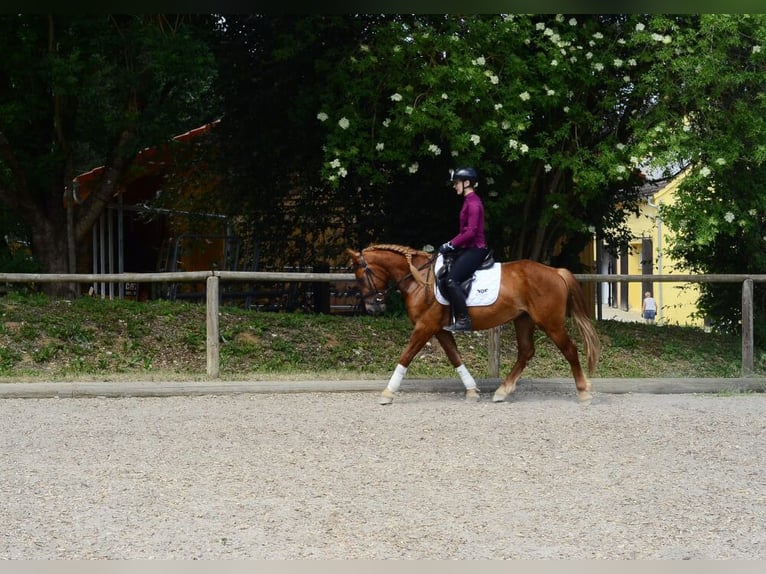 Sonstige Rassen Wallach 4 Jahre 150 cm Dunkelfuchs in Wellheim