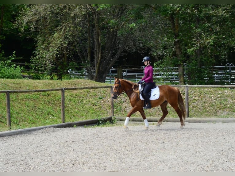 Sonstige Rassen Wallach 4 Jahre 150 cm Dunkelfuchs in Wellheim