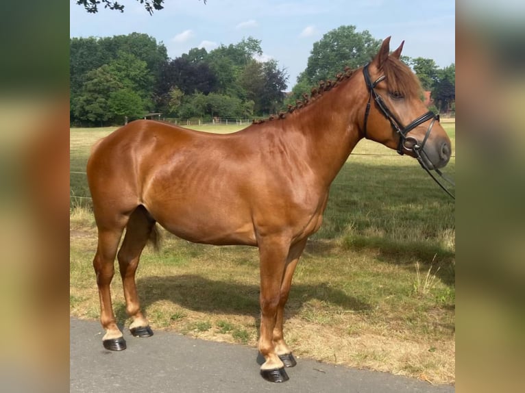 Sonstige Rassen Wallach 4 Jahre 150 cm Fuchs in Hopsten