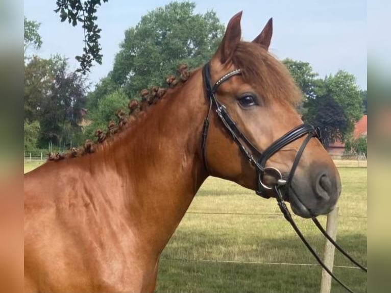 Sonstige Rassen Wallach 4 Jahre 150 cm Fuchs in Hopsten