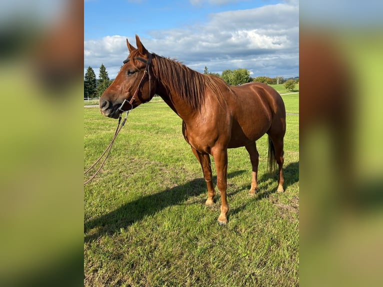 Sonstige Rassen Wallach 4 Jahre 150 cm Fuchs in N&#xFC;rburg