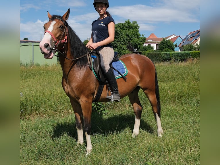 Sonstige Rassen Wallach 4 Jahre 150 cm Hellbrauner in Buttstädt