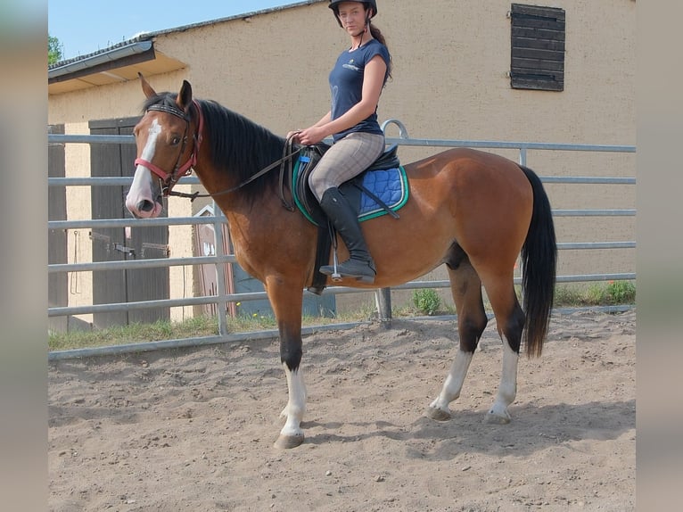 Sonstige Rassen Wallach 4 Jahre 150 cm Hellbrauner in Buttstädt