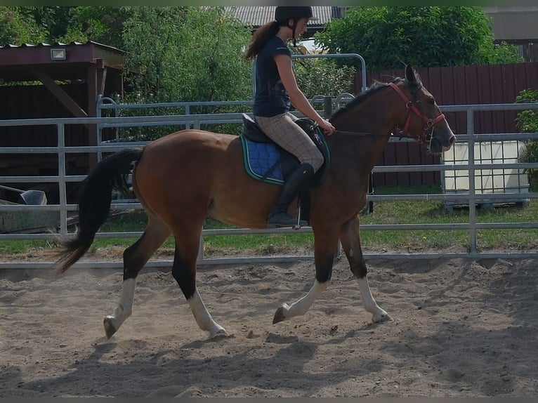 Sonstige Rassen Wallach 4 Jahre 150 cm Hellbrauner in Buttstädt