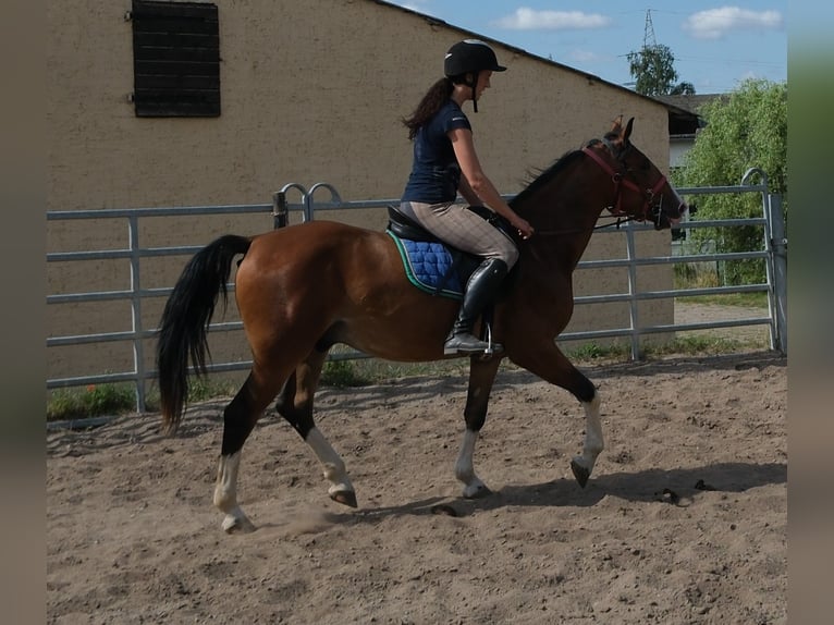 Sonstige Rassen Wallach 4 Jahre 150 cm Hellbrauner in Buttstädt