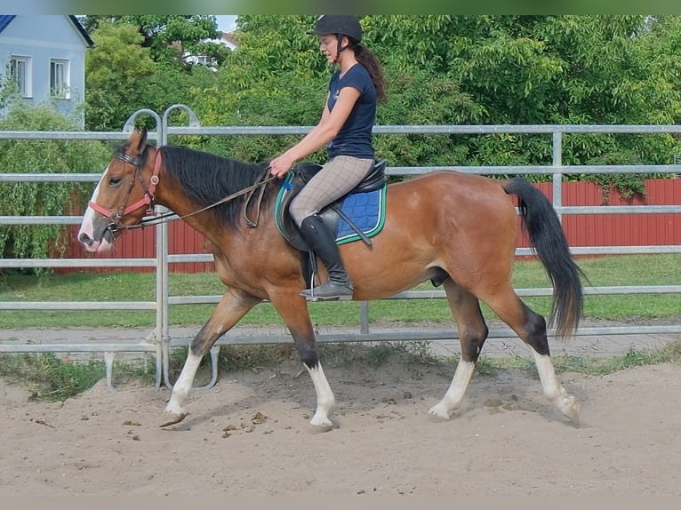 Sonstige Rassen Wallach 4 Jahre 150 cm Hellbrauner in Buttstädt