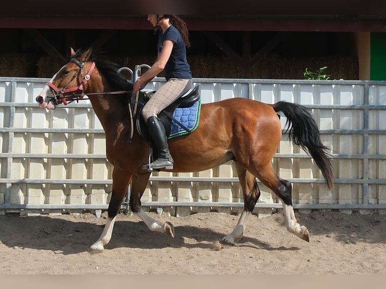 Sonstige Rassen Wallach 4 Jahre 150 cm Hellbrauner in Buttstädt