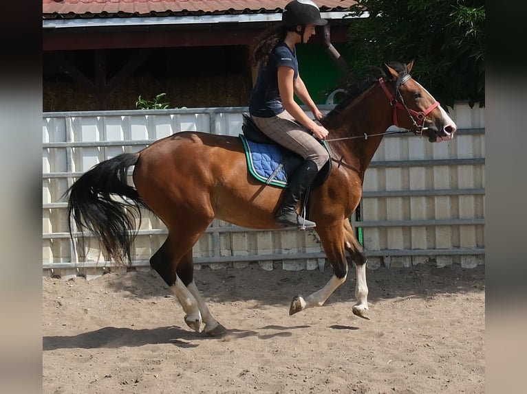 Sonstige Rassen Wallach 4 Jahre 150 cm Hellbrauner in Buttstädt