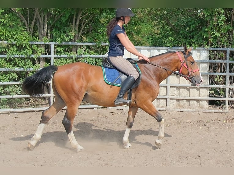 Sonstige Rassen Wallach 4 Jahre 150 cm Hellbrauner in Buttstädt