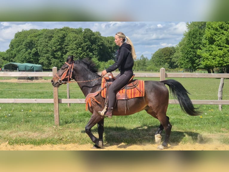 Sonstige Rassen Wallach 4 Jahre 152 cm Brauner in Linkenbach