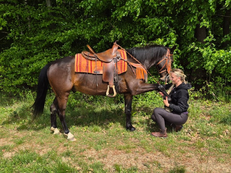 Sonstige Rassen Wallach 4 Jahre 152 cm Brauner in Linkenbach