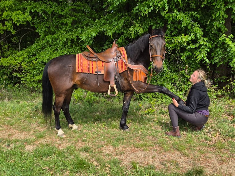 Sonstige Rassen Wallach 4 Jahre 152 cm Brauner in Linkenbach