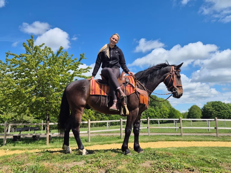Sonstige Rassen Wallach 4 Jahre 152 cm Brauner in Linkenbach