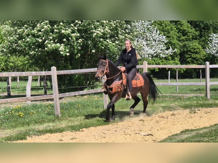 Sonstige Rassen Wallach 4 Jahre 152 cm Brauner in Linkenbach