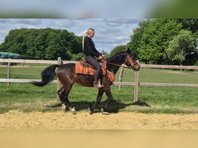 Sonstige Rassen Wallach 4 Jahre 152 cm Brauner in Linkenbach