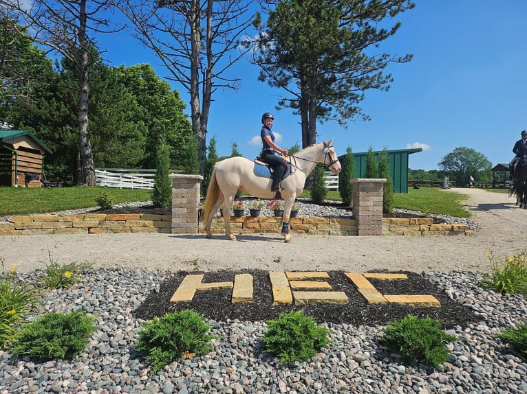 Sonstige Rassen Wallach 4 Jahre 152 cm Cremello in Stockport