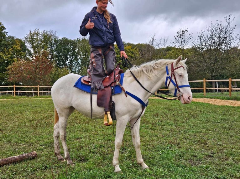 Sonstige Rassen Wallach 4 Jahre 152 cm Cremello in Linkenbach