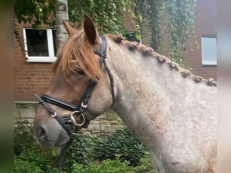 Sonstige Rassen Wallach 4 Jahre 153 cm Rotschimmel in Hopsten