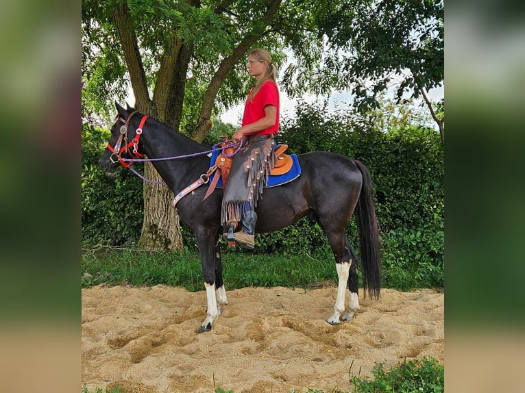 Sonstige Rassen Wallach 4 Jahre 153 cm Schecke in Linkenbach