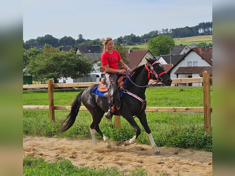 Sonstige Rassen Wallach 4 Jahre 153 cm Schecke in Linkenbach