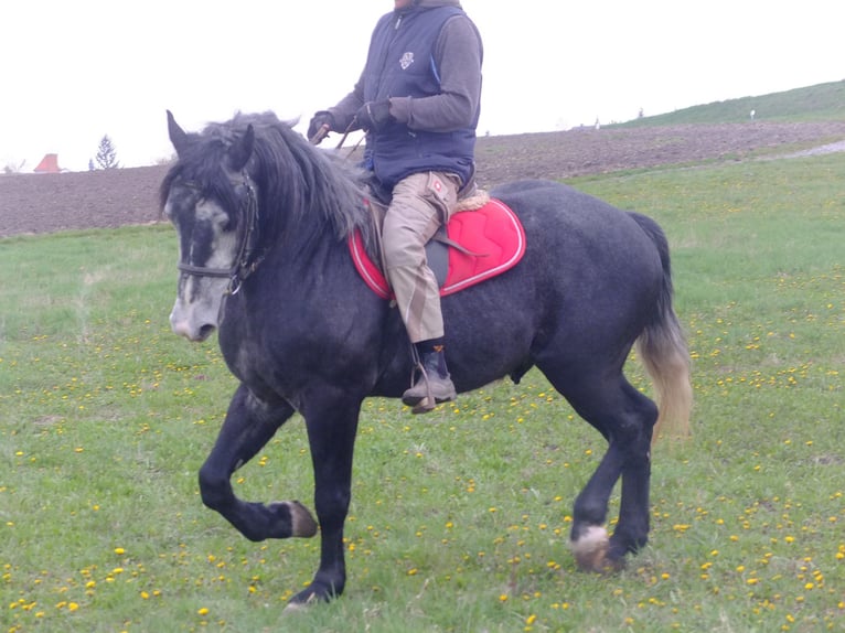 Sonstige Rassen Wallach 4 Jahre 154 cm Rappschimmel in Buttstädt