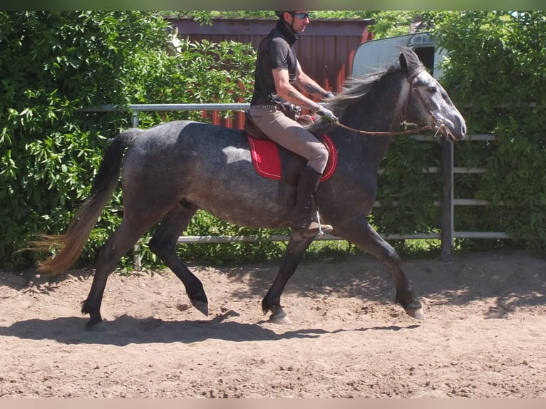 Sonstige Rassen Wallach 4 Jahre 155 cm Apfelschimmel in Buttstädt