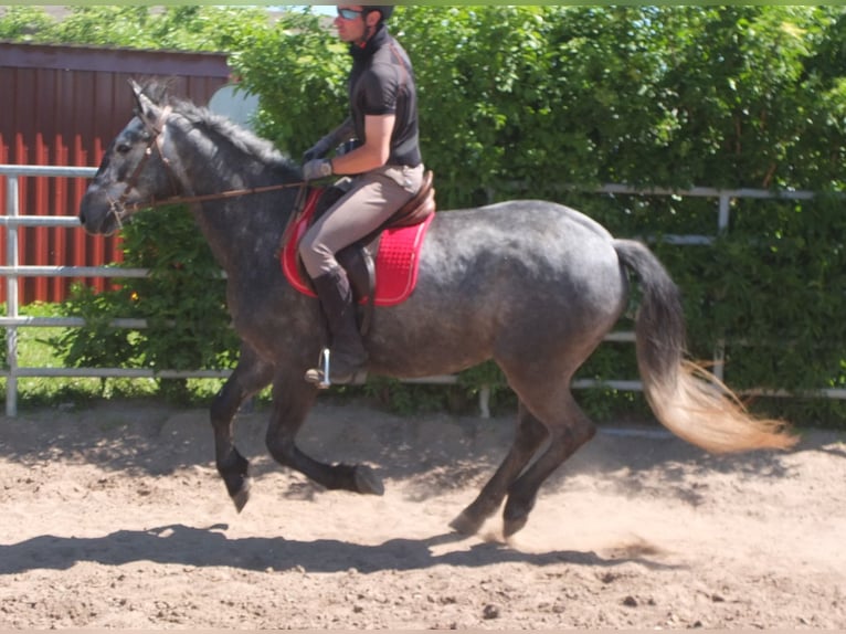 Sonstige Rassen Wallach 4 Jahre 155 cm Apfelschimmel in Buttstädt