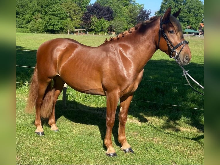 Sonstige Rassen Wallach 4 Jahre 156 cm Fuchs in Hopsten
