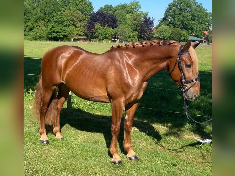 Sonstige Rassen Wallach 4 Jahre 156 cm Fuchs in Hopsten