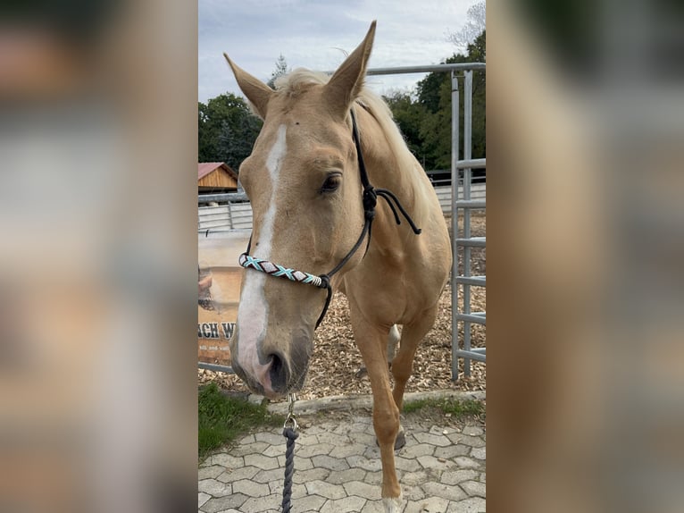 Sonstige Rassen Mix Wallach 4 Jahre 158 cm Palomino in Soltau