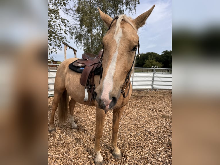 Sonstige Rassen Mix Wallach 4 Jahre 158 cm Palomino in Soltau