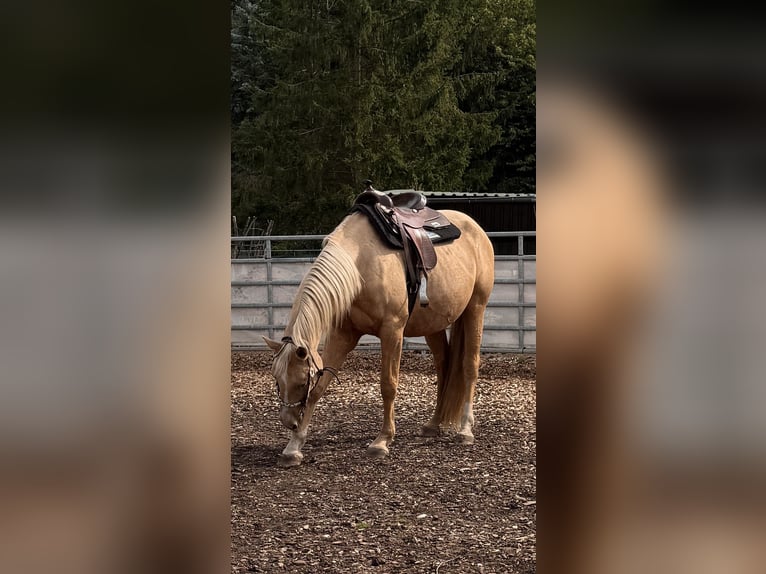 Sonstige Rassen Mix Wallach 4 Jahre 158 cm Palomino in Soltau