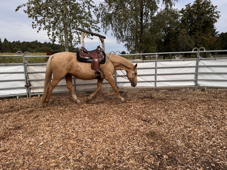 Sonstige Rassen Mix Wallach 4 Jahre 158 cm Palomino in Soltau