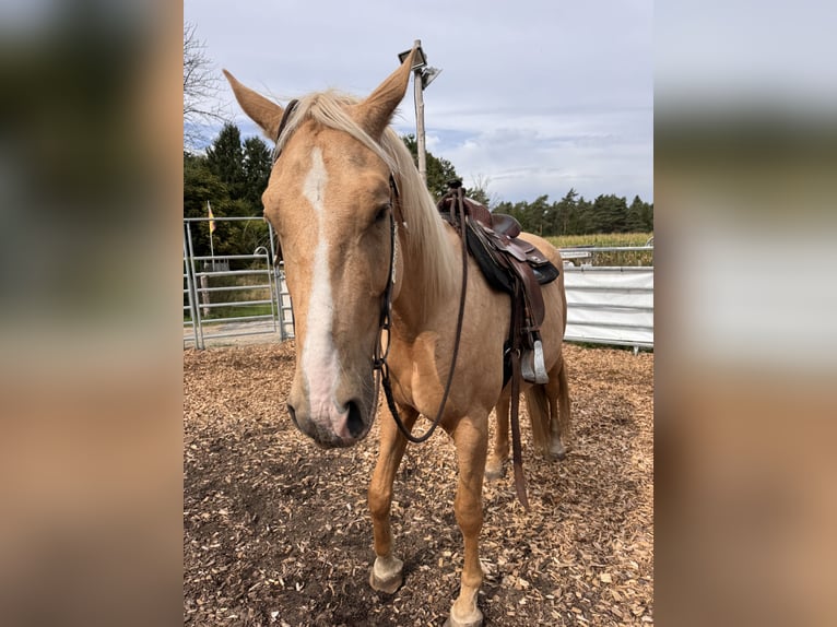 Sonstige Rassen Mix Wallach 4 Jahre 158 cm Palomino in Soltau