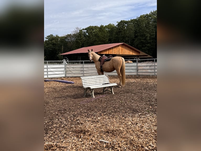 Sonstige Rassen Mix Wallach 4 Jahre 158 cm Palomino in Soltau